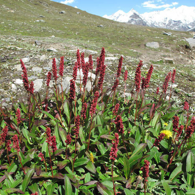 Bistorta Affinis